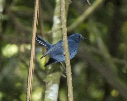File:Sunda blue robin (Myiomela diana) male - Flickr - Lip Kee (1).jpg