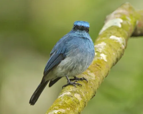 File:Indigo Flycatcher (Eumyias indigo) - Flickr - Lip Kee (1).jpg