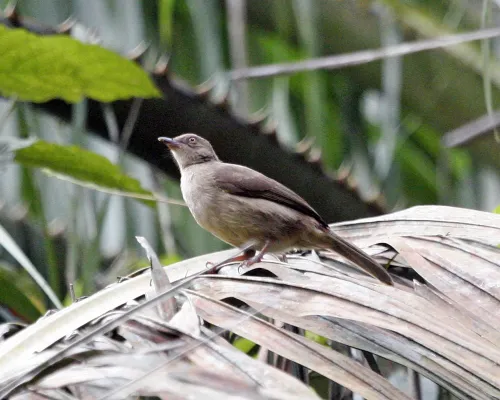 File:Red-eyed Bulbul (Pycnonotus brunneus) - Flickr - Lip Kee (2).jpg