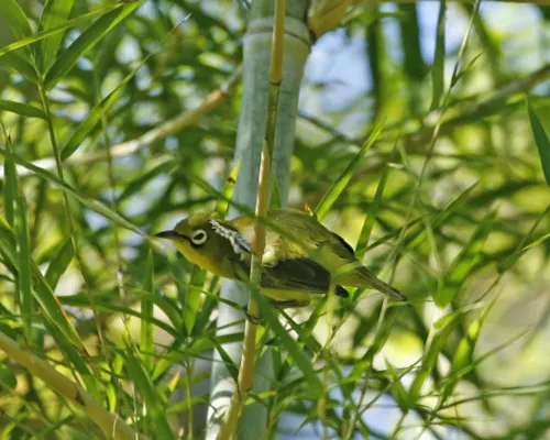 File:Yellow-bellied White-eye (Zosterops chloris) Q0S7000 - Flickr - Lip Kee.jpg