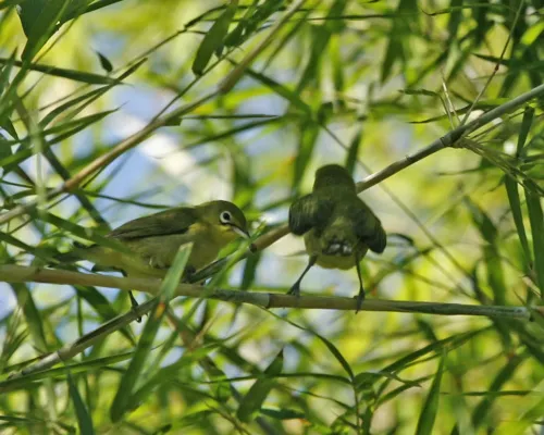 File:Yellow-bellied White-eye (Zosterops chloris) - Flickr - Lip Kee.jpg