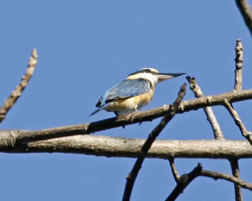 File:Sacred Kingfisher (Todiramphus sanctus) - Flickr - Lip Kee (4).jpg