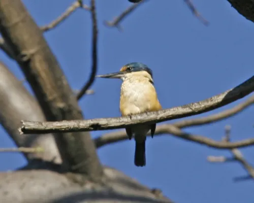 File:Sacred Kingfisher (Todiramphus sanctus) - Flickr - Lip Kee (6).jpg