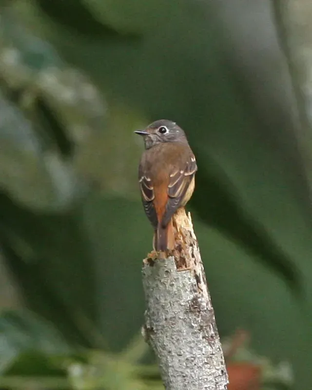 File:Ferruginous Flycatcher (Muscicapa ferruginea) - Flickr - Lip Kee.jpg