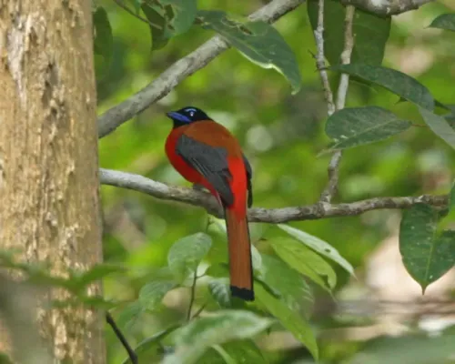 File:Scarlet-rumped Trogon (Harpactes duvaucelii) - Male - Flickr - Lip Kee.jpg