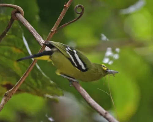 File:Green Iora (Aegithina viridissima) - Flickr - Lip Kee.jpg