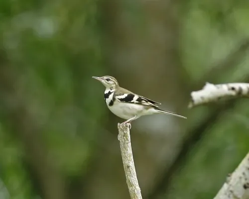 File:Forest Wagtail (Dendronanthus indicus) - Flickr - Lip Kee.jpg