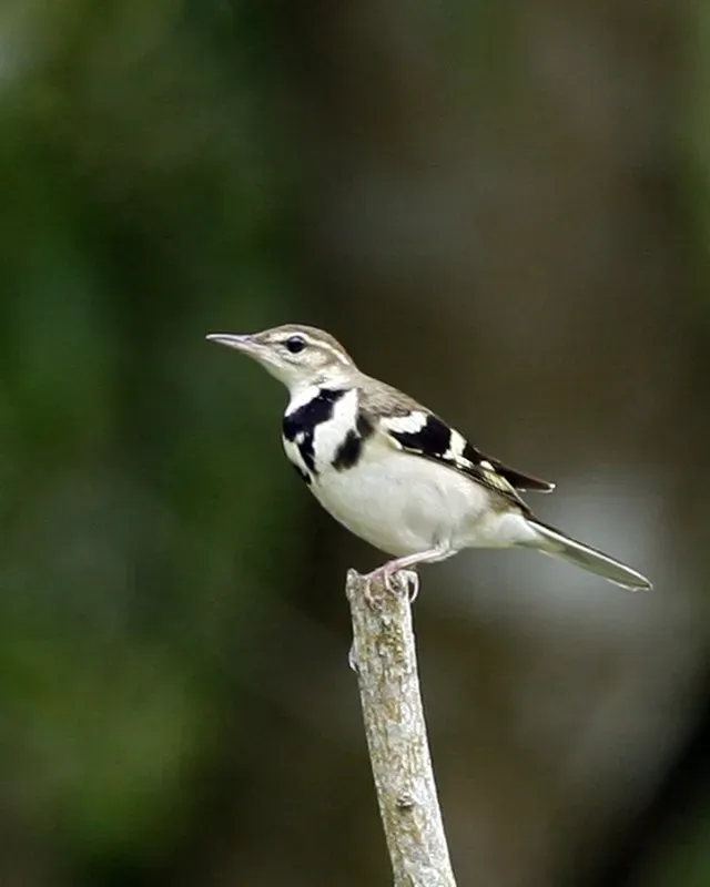 File:Forest Wagtail (Dendronanthus indicus) - Flickr - Lip Kee (1).jpg