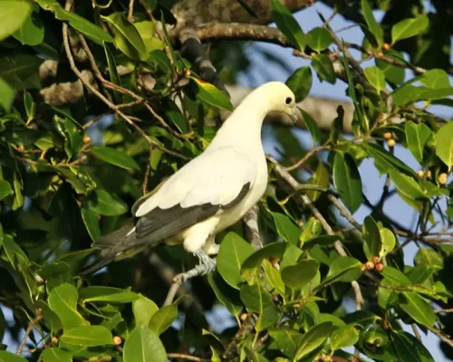 File:Pied Imperial Pigeon, Ducula bicolor bicolor - Flickr - Lip Kee (4).jpg