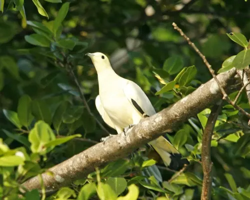 File:Pied Imperial Pigeon, Ducula bicolor bicolor - Flickr - Lip Kee (1).jpg