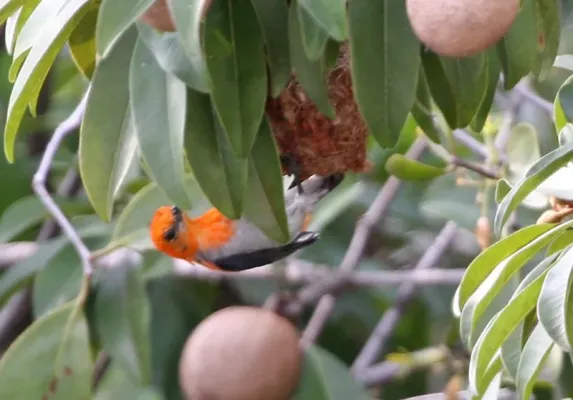 File:Scarlet-headed Flowerpecker (Dicaeum trochileum trochileum) male - Flickr - Lip Kee.jpg
