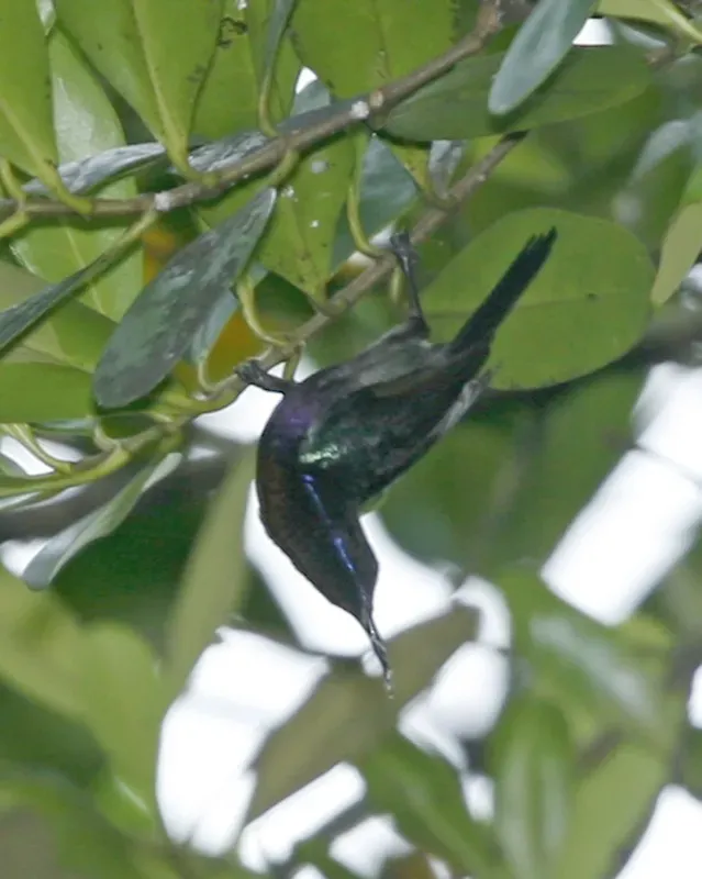 File:Copper-throated Sunbird (Leptocoma calcostetha) - Flickr - Lip Kee.jpg