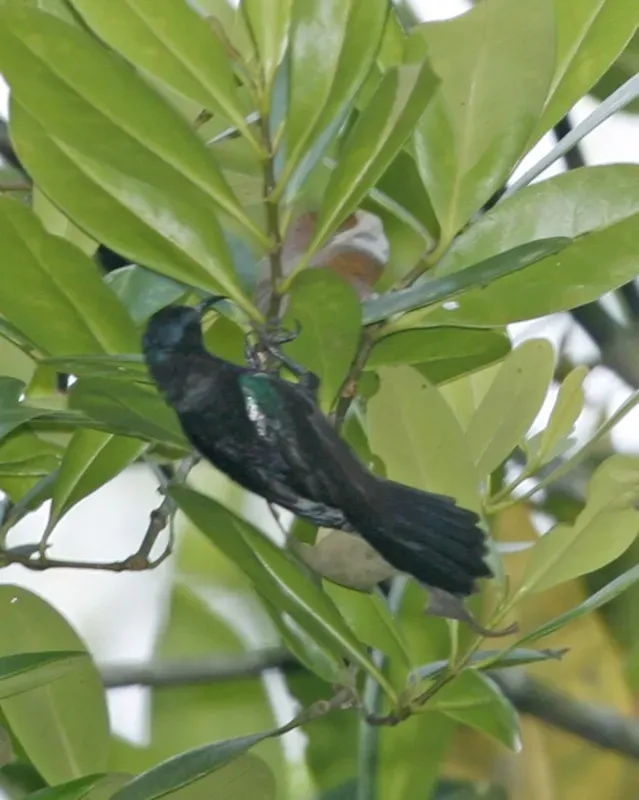 File:Copper-throated Sunbird (Leptocoma calcostetha) - Flickr - Lip Kee (1).jpg