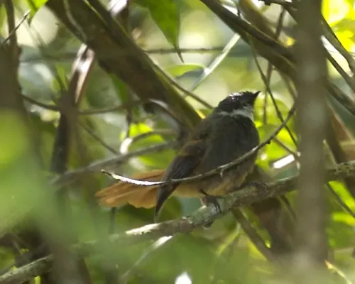 File:Rufous-tailed Fantail (Rhipidura phoenicura) - Flickr - Lip Kee.jpg