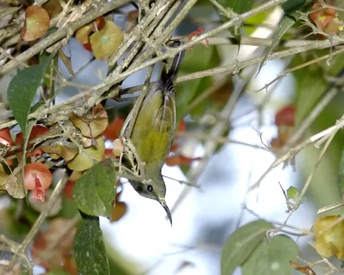 File:White-flanked Sunbird (Aethopyga eximia) - Flickr - Lip Kee (3).jpg