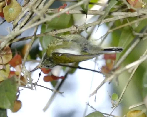 File:White-flanked Sunbird (Aethopyga eximia) - Flickr - Lip Kee (4).jpg