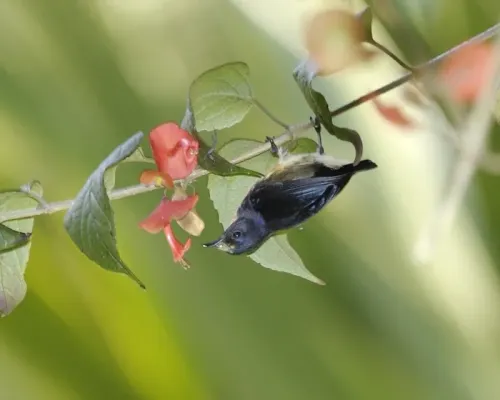 File:Blood-breasted Flowerpecker- male (Dicaeum sanguinolentum) - Flickr - Lip Kee.jpg