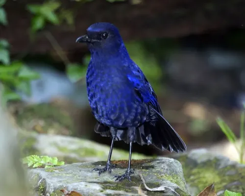 File:Javan whistling thrush (Myophonus glaucinus)) - Flickr - Lip Kee.jpg