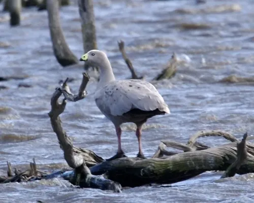 File:Cape Barren goose (Cereopsis novaehollandiae) - Flickr - Lip Kee.jpg