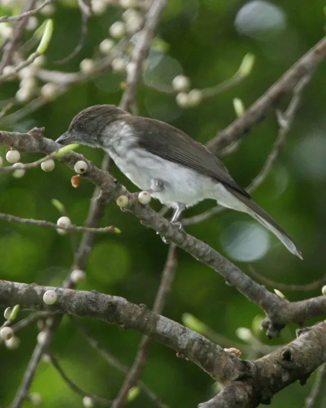 File:Streaked Bulbul (Ixos malaccensis) - Flickr - Lip Kee.jpg