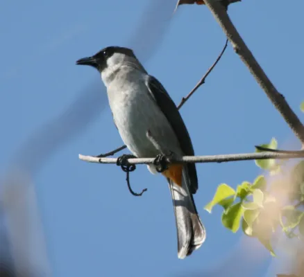 File:Sooty headed bulbul (Pycnonotus aurigaster aurigaster ) - Flickr - Lip Kee.jpg