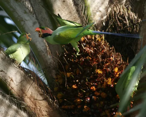 File:Long-tailed Parakeet (Psittacula longicauda longicauda) - Flickr - Lip Kee.jpg