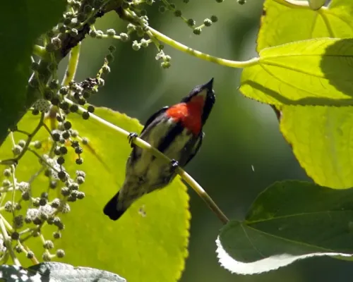 File:Grey-sided Flowerpecker, Dicaeum celebicum celebicum - Male - Flickr - Lip Kee.jpg