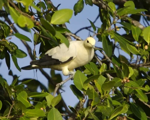 File:Pied Imperial Pigeon, Ducula bicolor bicolor - Flickr - Lip Kee (3).jpg
