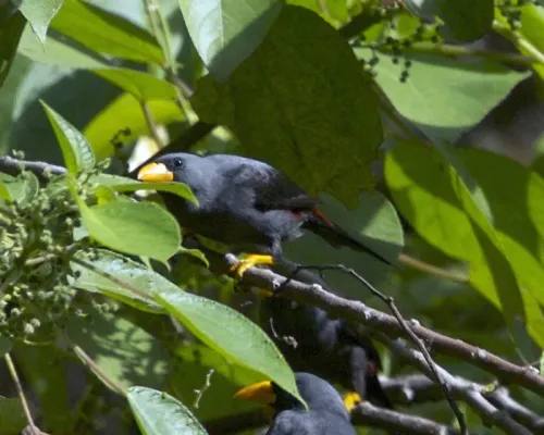 File:Finch-billed Myna, Scissirostrum dubium - Flickr - Lip Kee.jpg