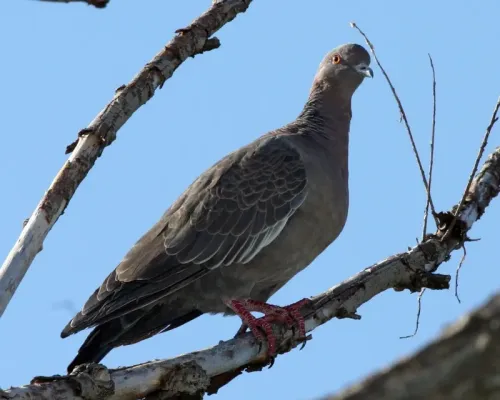 File:Picazuro Pigeon (Patagioenas picazuro) - Flickr - Lip Kee.jpg
