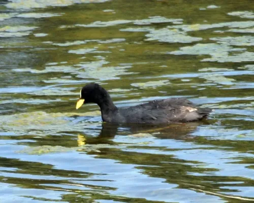 File:Red-gartered Coot (Fulica armillata) - Flickr - Lip Kee.jpg