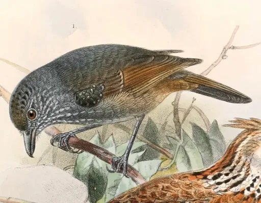 File:Dysithamnus leucostictus tucuyensis 1894.jpg