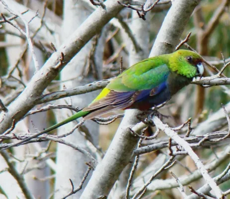 File:Purpureicephalus spurius -Perth, Western Australia, Australia-8.jpg