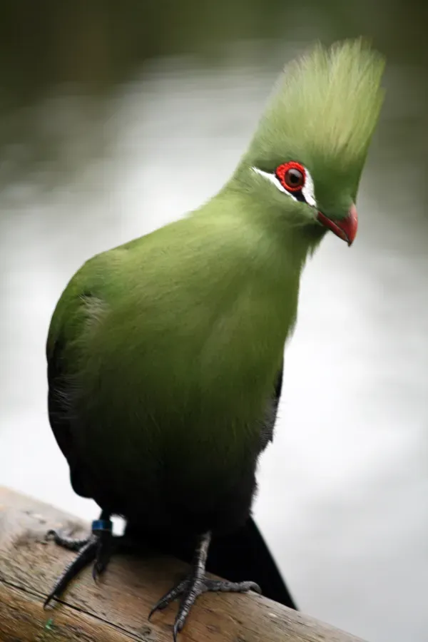 File:Tauraco persa (captive - Birds of Eden).jpg