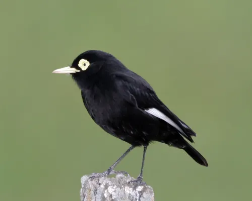 File:Spectacled Tyrant (Hymenops perspicillatus) - Flickr - Lip Kee (1).jpg