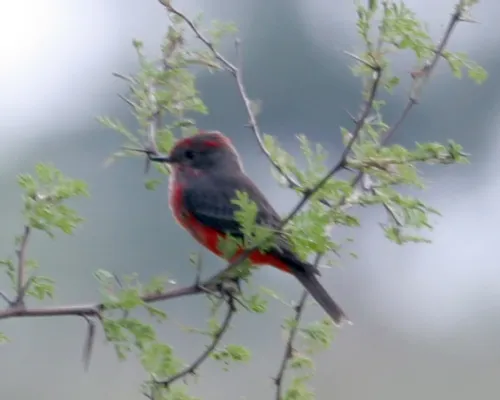 File:Scarlet Flycatcher (Pyrocephalus rubinus), Ibera, Argentina 1.jpg