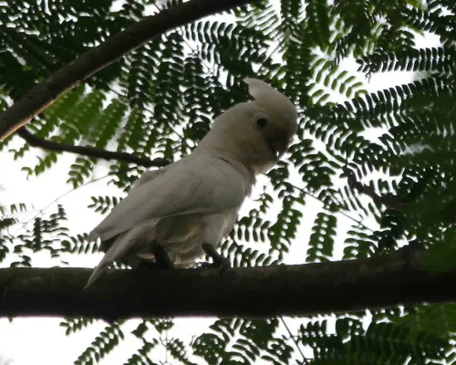 File:Tanimbar Cockatoo (Cacatua goffiniana) - Flickr - Lip Kee.jpg