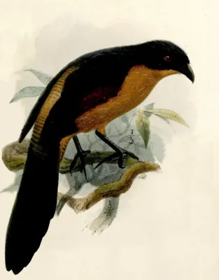 File:Centropus anselli Keulemans.jpg