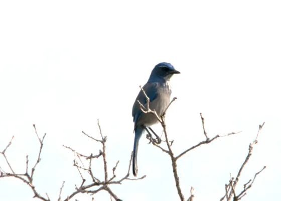 File:Aphelocoma woodhouseii Colorado Springs 1.jpg