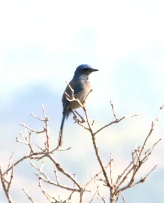 File:Aphelocoma woodhouseii Colorado Springs 2.jpg