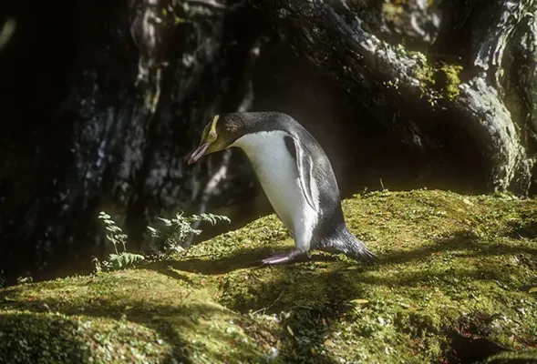 File:Yellow-eyed Penguin (Megadyptes antipodes) on Enderby Island, Auckland Islands, New Zealand.jpg