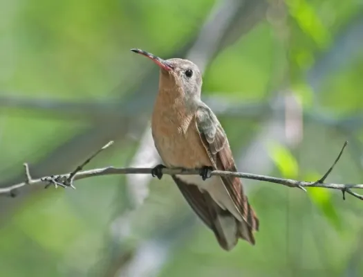 File:Leucippus fallax in Isla Margarita.jpg