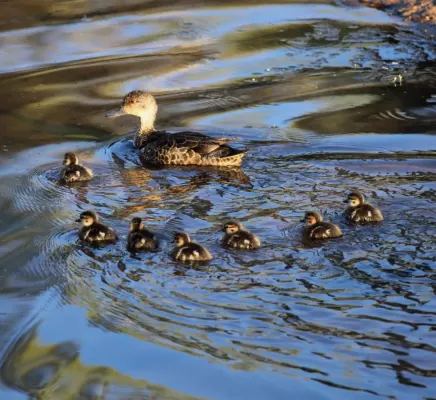 File:Anas gracilis and ducklings - Christopher Watson.jpg