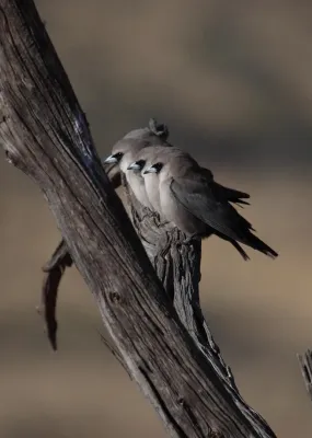File:Artamus cinereus g2g - Christopher Watson.jpg
