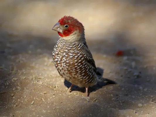 File:Amadina erythrocephala.jpg