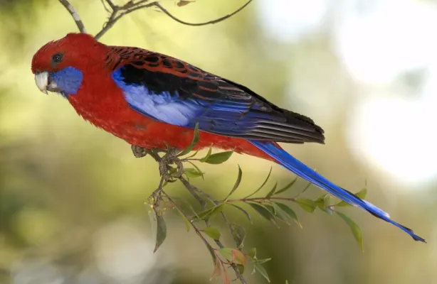 File:Platycercus elegans in Toohey Forest (6971787816).jpg