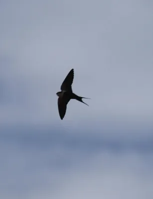 File:Cheramoeca leucosterna - Christopher Watson.jpg