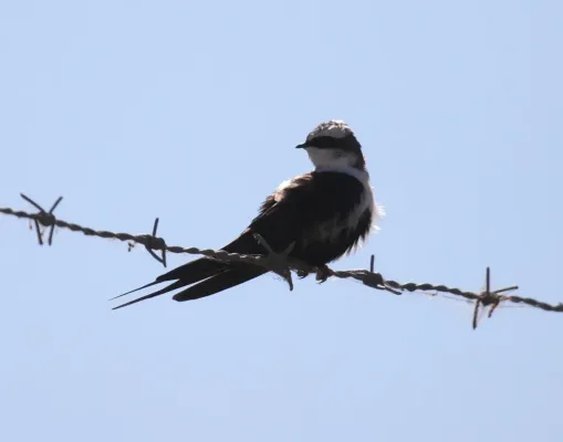 File:Cheramoeca leucosterna ASWSP - Christopher Watson.jpg