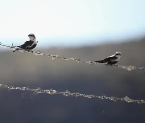 File:Cheramoeca leucosterna ASWSP pair - Christopher Watson.jpg