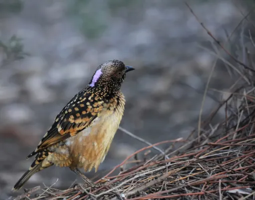File:Chlamydera guttata 14 - Christopher Watson.jpg